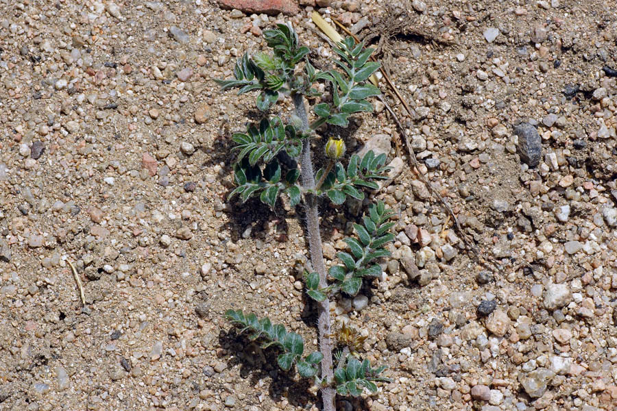 Tribulus terrestris / Tribolo